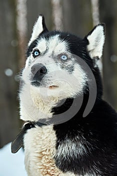 Close up on  a beautiful husky dog. Siberian husky dog  outdoors. Portrait of siberian husky in the nature in the winter time