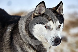 Close up on  a beautiful husky dog. Siberian husky dog  outdoors. Portrait of siberian husky in the nature in the winter time