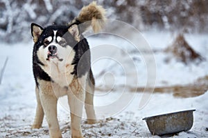 Close up on  a beautiful husky dog. Siberian husky dog  outdoors. Portrait of siberian husky in the nature in the winter time
