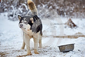 Close up on  a beautiful husky dog. Siberian husky dog  outdoors. Portrait of siberian husky in the nature in the winter time