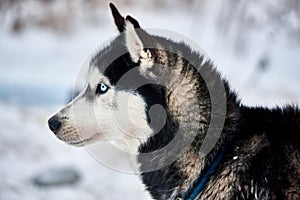 Close up on  a beautiful husky dog. Siberian husky dog  outdoors. Portrait of siberian husky in the nature in the winter time