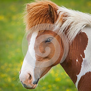 Close Up Of A Beautiful Icelandic Horse