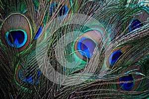 Close up of beautiful of indian peacock fan tail