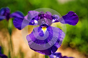 A close up of a beautiful Iris.