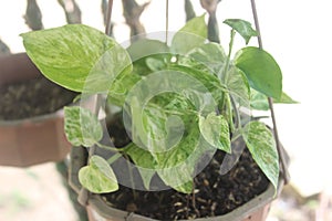 Close-up of a beautiful ivory betel plant in a pot and hanging in the garden