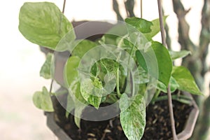 Close-up of a beautiful ivory betel plant in a pot and hanging in the garden