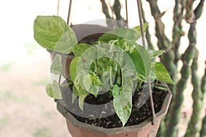 Close-up of a beautiful ivory betel plant in a pot and hanging in the garden