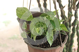 Close-up of a beautiful ivory betel plant in a pot and hanging in the garden