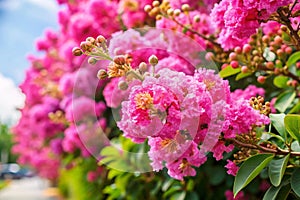 Lagerstroemia macrocarpa Wall ,Queen\'s flower , Queen\'s crape myrtle , Lythraceae photo