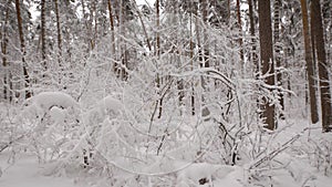 Close up of beautiful landscape of snow-covered naked trees in the winter forest. Wonderful frozen scenery of nature
