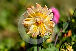 Close up of beautiful large orange yellow dahlia flower in full bloom on blurred background, photographed with soft focus in a gar