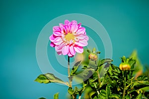 Close up of beautiful large pink dahlia flower in full bloom on blue teal background, photographed with soft focus in a garden in