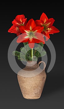 Close up beautiful large red flower of a hippeastrum of the amaryllis family on a black background in a vase. Can be used as a