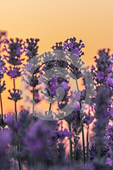 Close up of a beautiful lavander field in the summer time at sunset