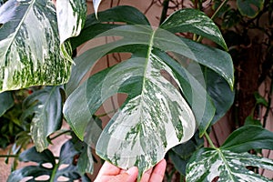 Close up of the beautiful leaf of a variegated Monstera Deliciosa Albo photo