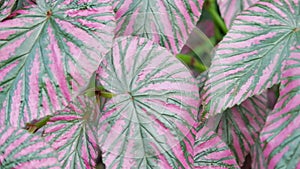 Close up of the beautiful leaves of Begonia Brevirimosa