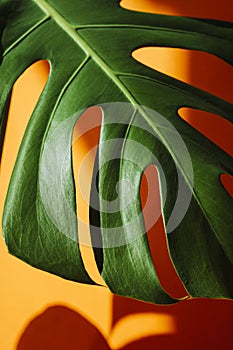 Monstera in the sun. Beautiful combination of colors: green and orange. Details of the modern interior. Interior Design.