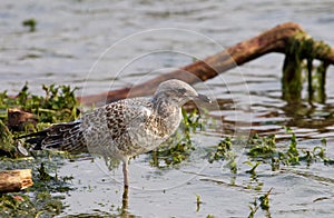 The close-up of the beautiful lesser black-backed gull staying in the water