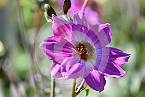 Close-up of a beautiful light pink dahlia pinnata against a green background