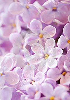 Close up beautiful lilac