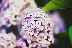 Close-up beautiful lilac flowers