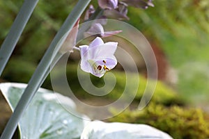 Close-up of beautiful lilac Hosta plantaginea flower in the garden.