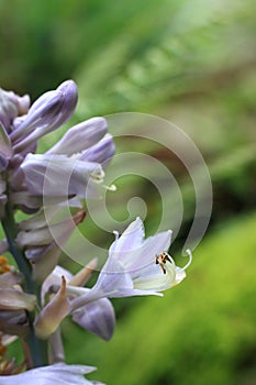 Close-up of beautiful lilac Hosta plantaginea flower in the garden