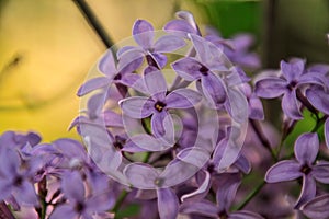Close-up of lilac bloom in cluster with blurred yellow background in Lombard, Illinois