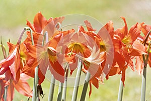 Close up of beautiful lilies