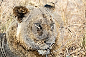 Close-up of a beautiful lion resting after hunting