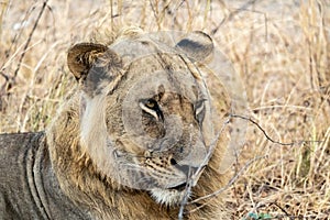 Close-up of a beautiful lion resting after hunting