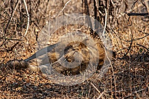 Close-up of a beautiful lion resting after hunting