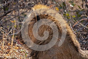 Close-up of a beautiful lion resting after hunting