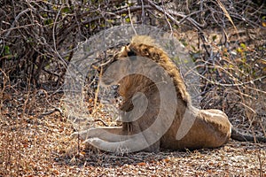 Close-up of a beautiful lion resting after hunting