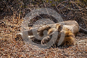 Close-up of a beautiful lion resting after hunting