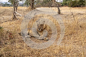 Close-up of a beautiful lion resting after hunting