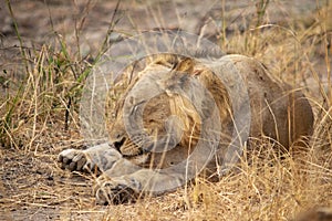 Close-up of a beautiful lion resting after hunting