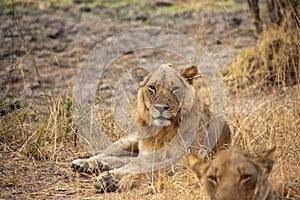 Close-up of a beautiful lion resting after hunting