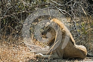 Close-up of a beautiful lion resting after hunting