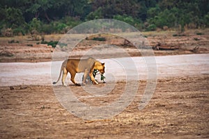 Close-up of a beautiful lioness moving along the river bank