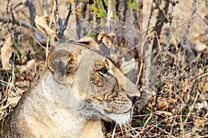 Close-up of a beautiful lioness resting after hunting