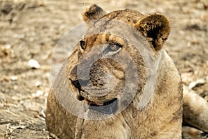 Close-up of a beautiful lioness resting after hunting