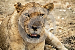 Close-up of a beautiful lioness resting after hunting