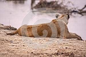 Close-up of a beautiful lioness resting after hunting