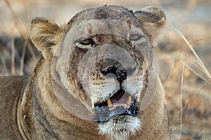 Close-up of a beautiful lioness resting after hunting