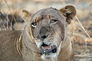 Close-up of a beautiful lioness resting after hunting