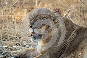 Close-up of a beautiful lioness resting after hunting