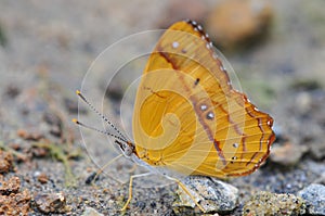 Close up of a Beautiful Little Banner Nica flavilla butterfly photo