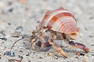 Close up of a beautiful little hermit crab