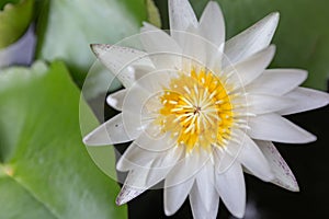 Close-up beautiful lotus flower, White lotus flower select focus blur or blurred soft focus, Lotus flower background,